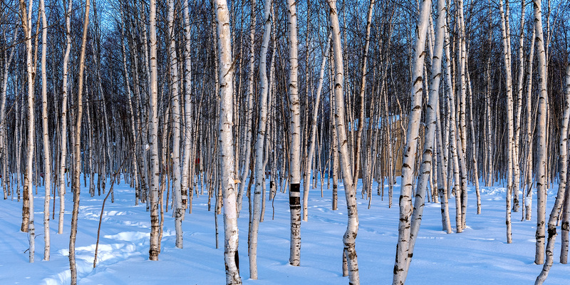 Ленский мост в Якутии окупится за 15–20 лет